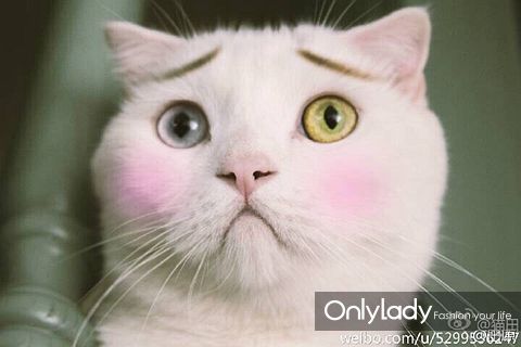 bsports必一网页版