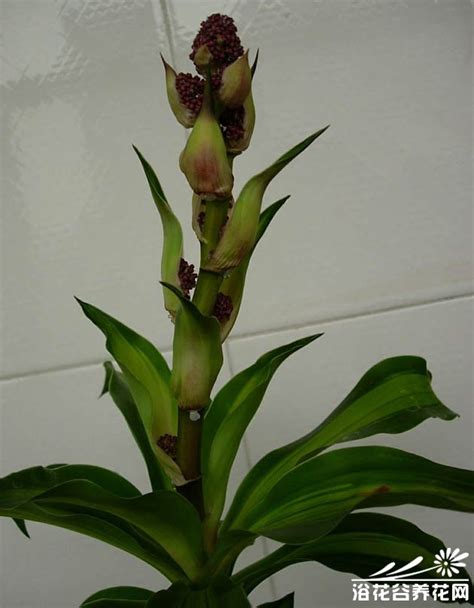 bsports必一网页版