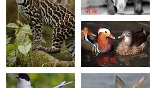 2020高考5类文言实词系统归纳_bsports必一网页版(图1) bsports必一网页版