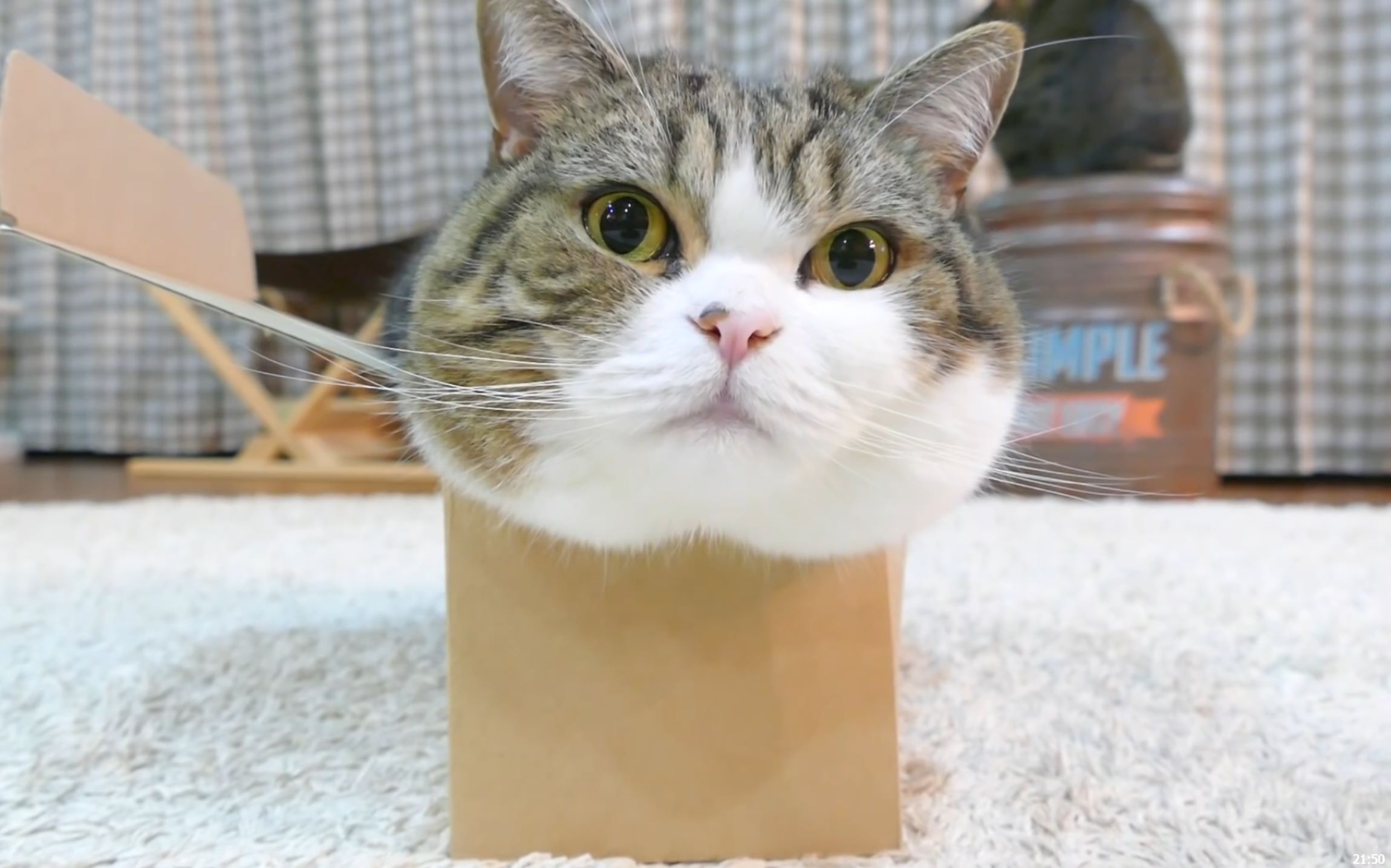 bsports必一网页版